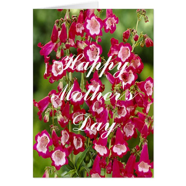 Snapdragon Flowers Greeting Card (Front)