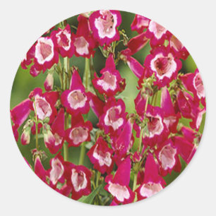 Snapdragon Flowers Stickers