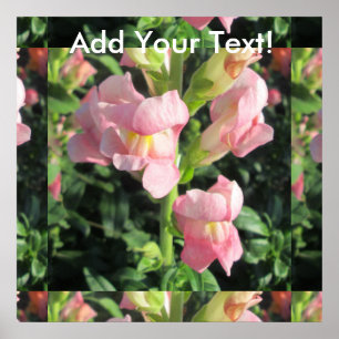 Snapdragon Pink Flower Poster