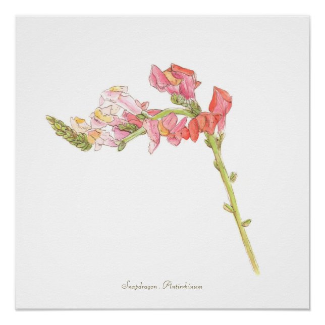 Snapdragon Print,  Poster (Front)