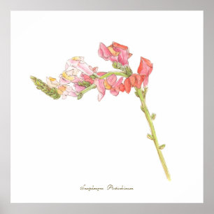 Snapdragon Print, Value Poster Paper (Matte)