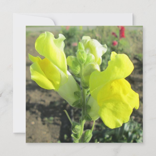 Snapdragon Yellow Flower Invitation (Front)