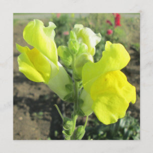 Snapdragon Yellow Flower Invitation