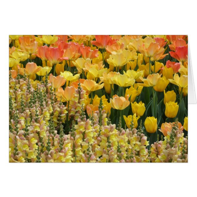 Snapdragons Card (Front Horizontal)