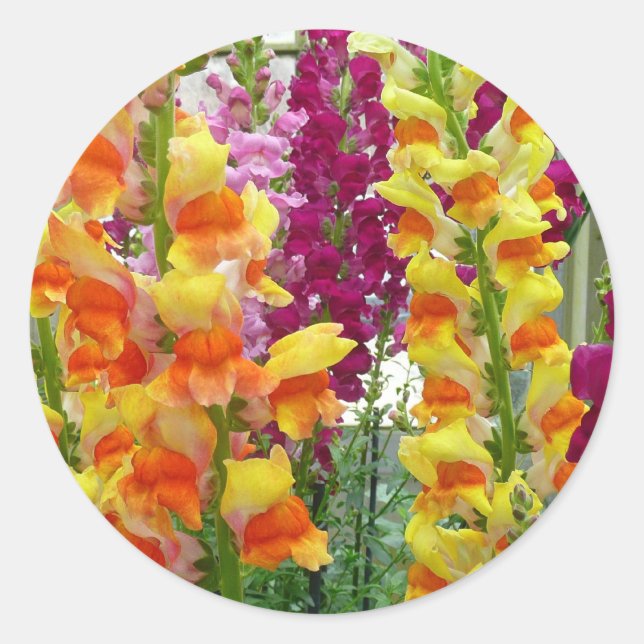 Snapdragons Colourful Floral Classic Round Sticker (Front)