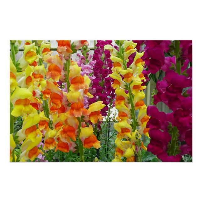 Snapdragons Colourful Floral Poster (Front)