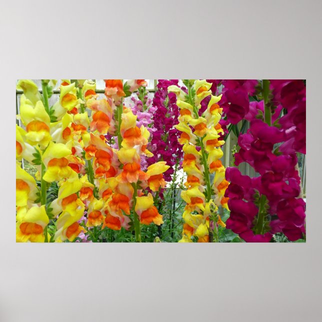 Snapdragons Colourful Floral Poster (Front)