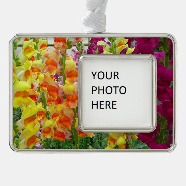 Snapdragons Colourful Floral Silver Plated Framed Ornament (Front)