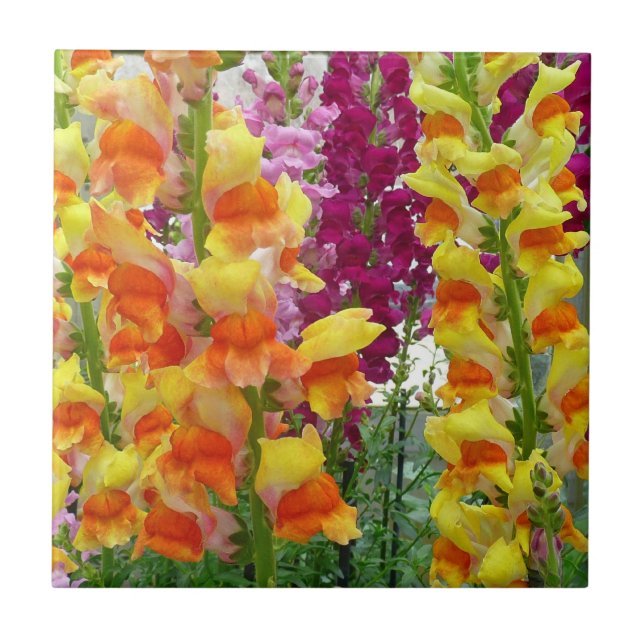 Snapdragons Colourful Floral Tile (Front)