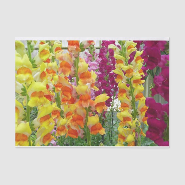 Snapdragons Colourful Floral Tissue Paper (Front)