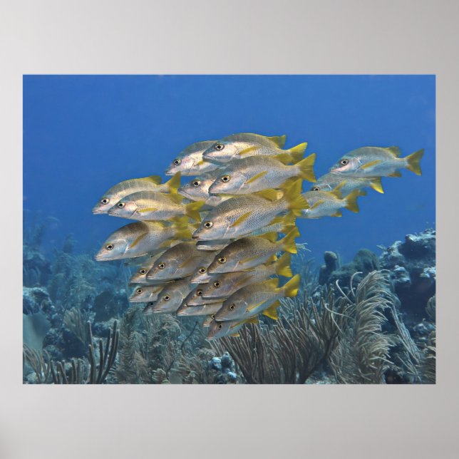 Snapper School Poster (Front)