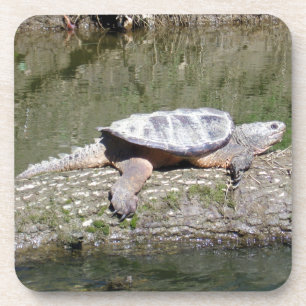 Snapping Turtle Coaster
