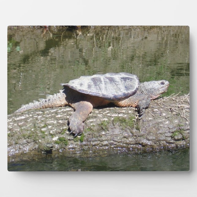 Snapping Turtle Plaque (Front)