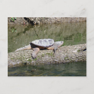 Snapping Turtle Postcard