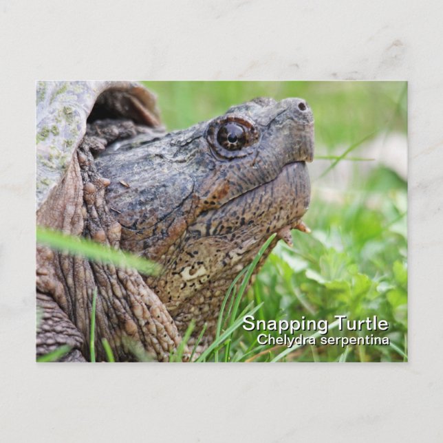 Snapping Turtle Postcard (Front)