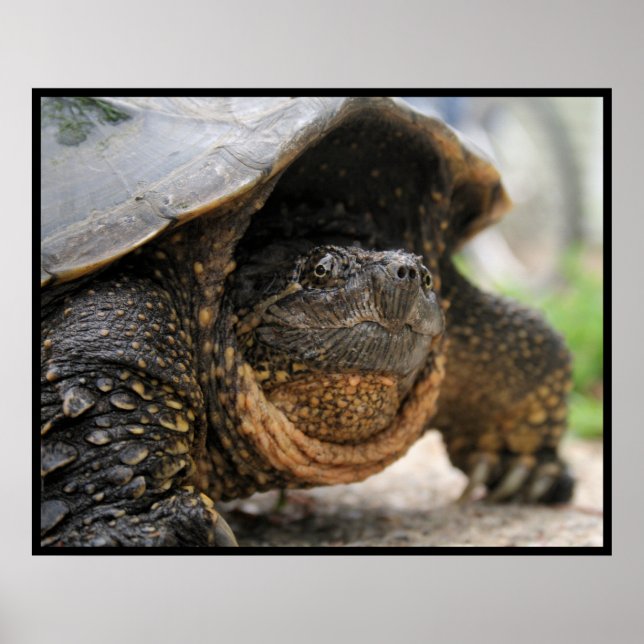 Snapping Turtle Poster (Front)