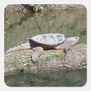 Snapping Turtle Square Sticker