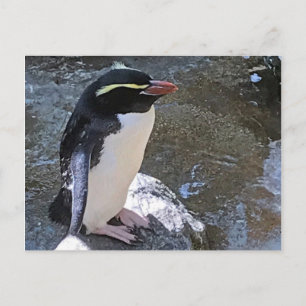 Snares penguin, New Zealand Postcard