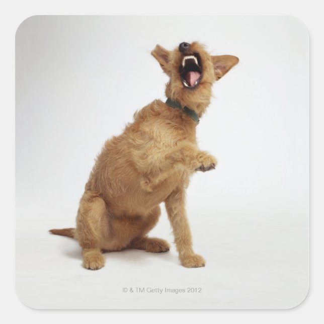 Snarling Dog Square Sticker (Front)