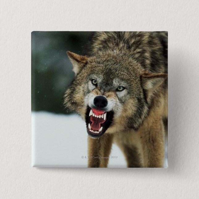 Snarling grey wolf 15 cm square badge (Front)
