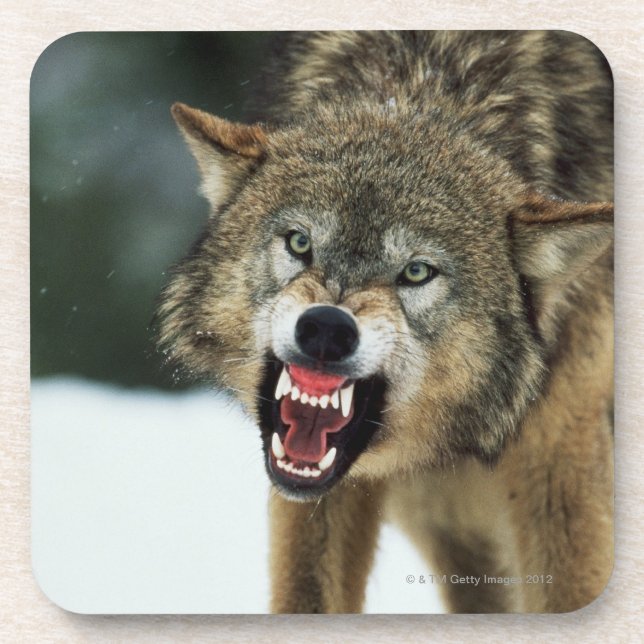 Snarling grey wolf coaster (Front)