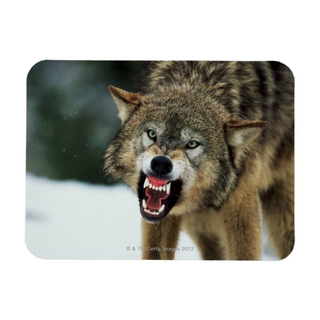 Snarling grey wolf magnet (Horizontal)