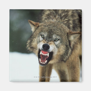 Snarling grey wolf magnet