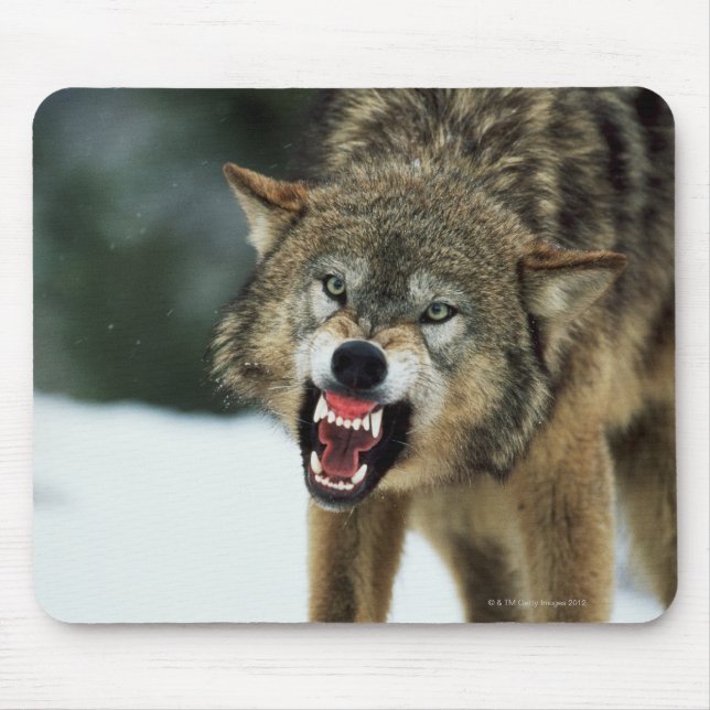 Snarling grey wolf mouse mat (Front)