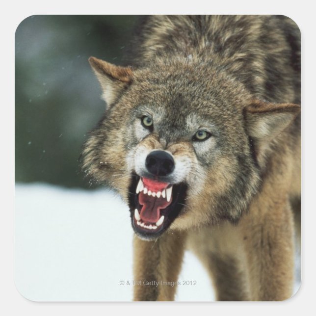 Snarling grey wolf square sticker (Front)
