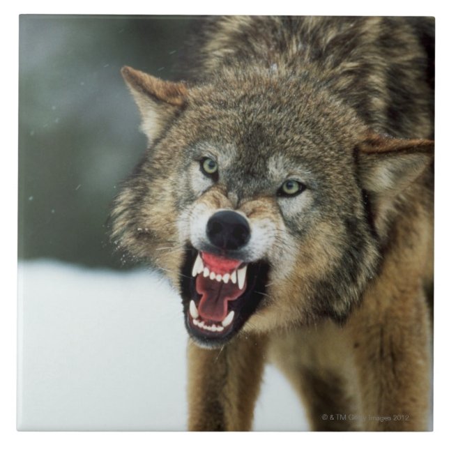 Snarling grey wolf tile (Front)