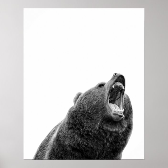 Snarling Grizzly Bear Black White modern Poster | Zazzle.co.uk