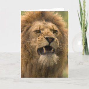 Snarling lion. Card by cARTerART