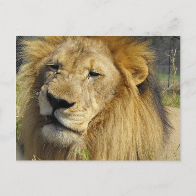 Snarling Lion Postcard (Front)