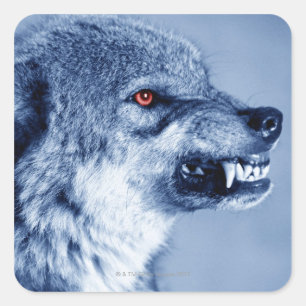 Snarling wolf (Canis Lupus), profile (Digital Square Sticker