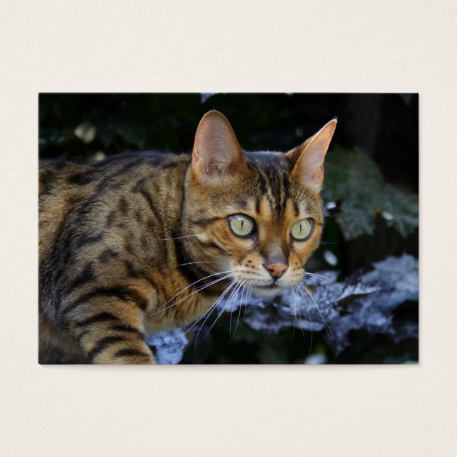 Sneaking Bengal Cat (Front)