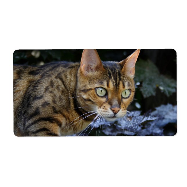 Sneaking Bengal Cat (Front)
