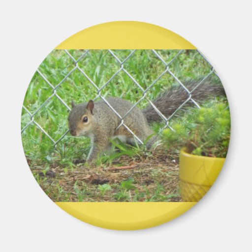 Image of Sneaky Squirrel Magnet