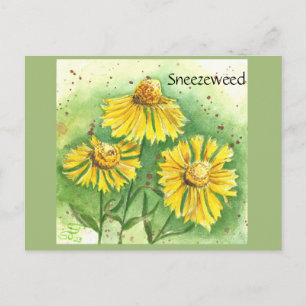 Sneezeweed Post Card