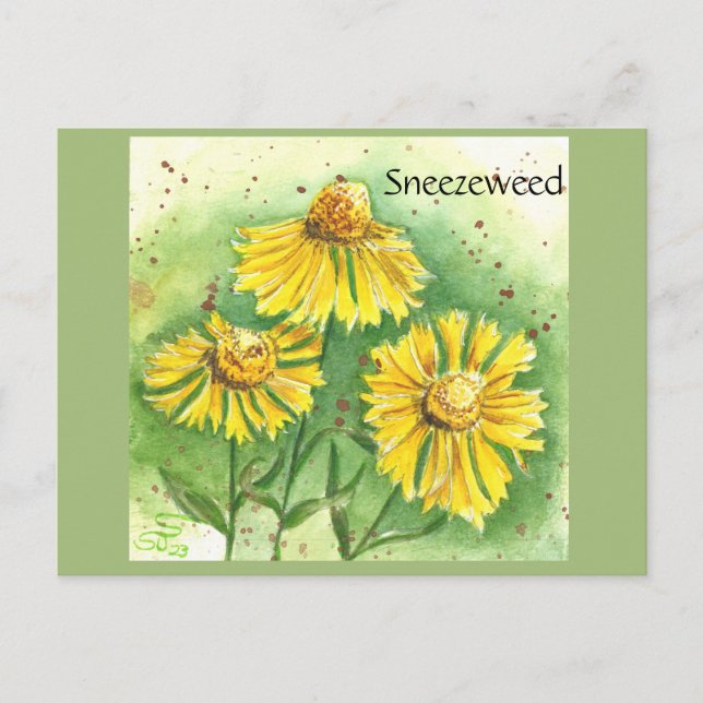 Sneezeweed Post Card (Front)