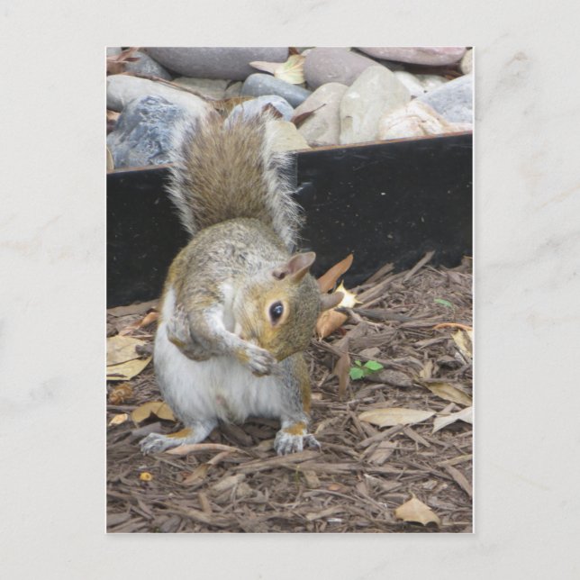 Sneezing Squirrel Postcard (Front)