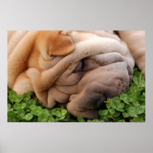 Sniffing Clover Poster
