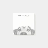 Sniffing Dog Nose Photo