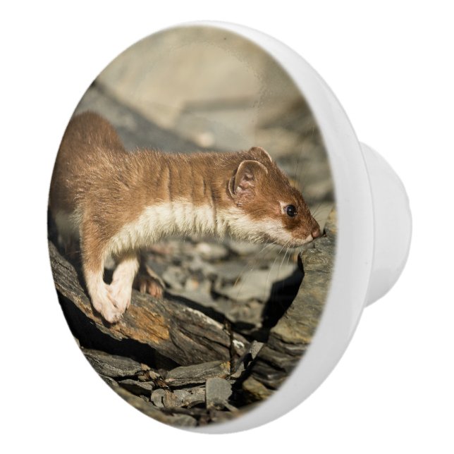 Sniffing Weasel Ceramic Knob (Right)