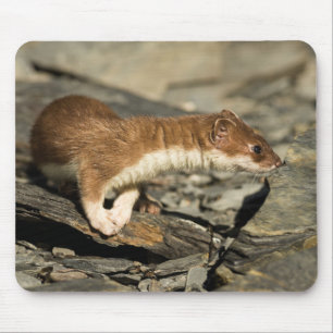 Sniffing Weasel Mouse Mat