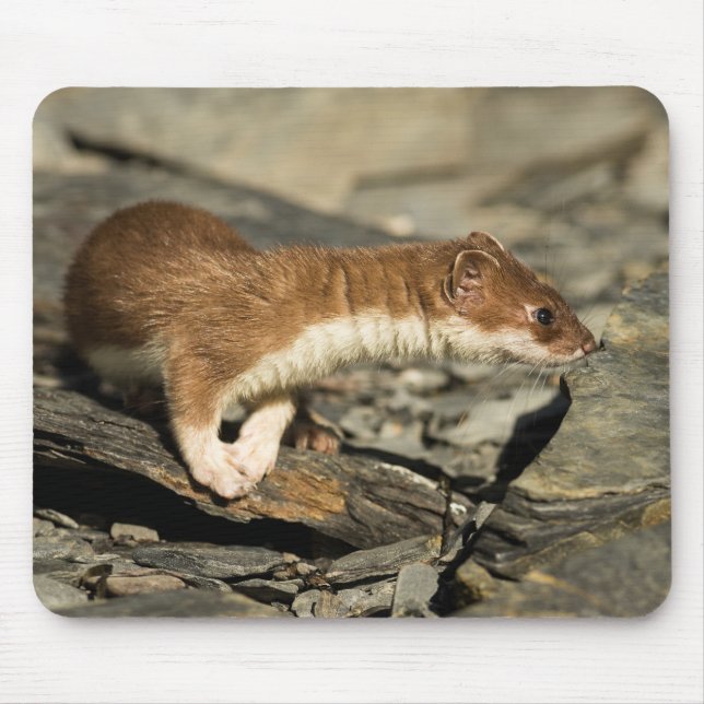 Sniffing Weasel Mouse Mat (Front)