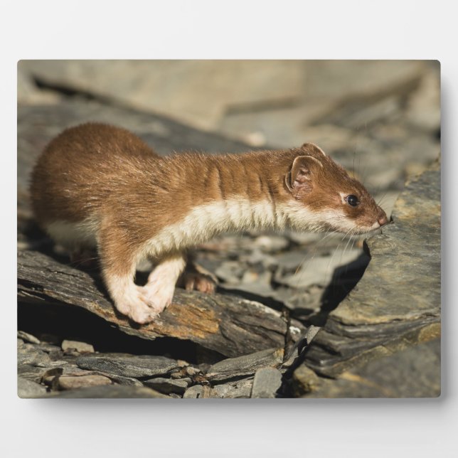 Sniffing Weasel Plaque (Front)