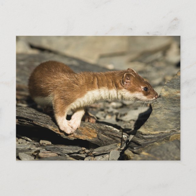 Sniffing Weasel Postcard (Front)