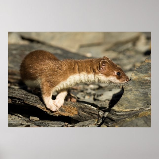 Sniffing Weasel Poster (Front)