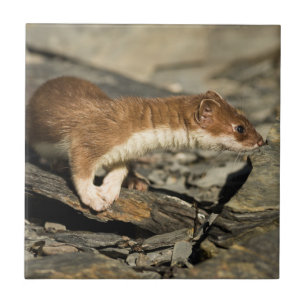 Sniffing Weasel Tile