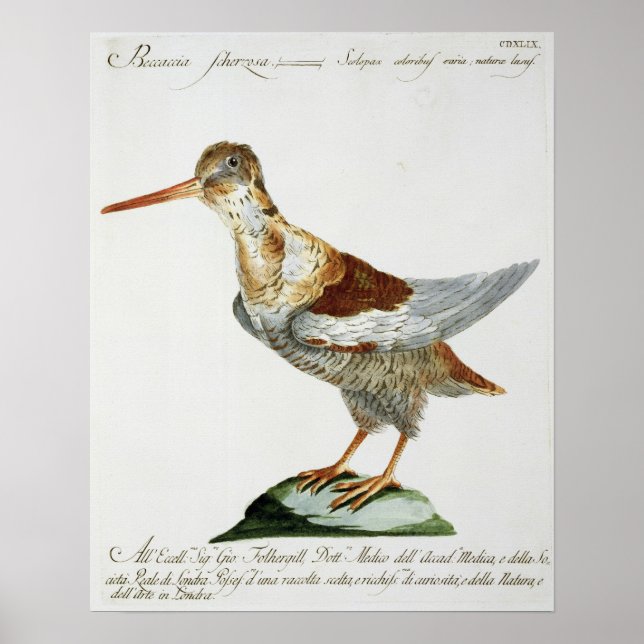 Snipe, c.1767-76 (hand colored engraving) poster (Front)